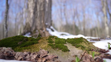 Lichen-en-tree-in-spring