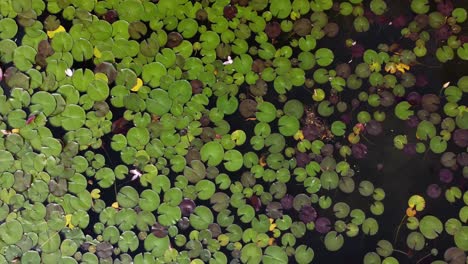 lily pads from the sky above | birds eye view looking down | zoom out | blooming flowers | green summer lily pads | aerial drone shot | location: kaloya park, kalamalka lake, oyama b