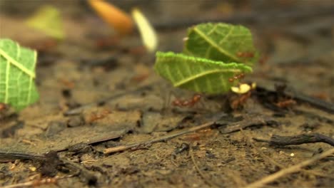 Blattschneiderameisen-Bewegen-Blätter-über-Einen-Waldboden