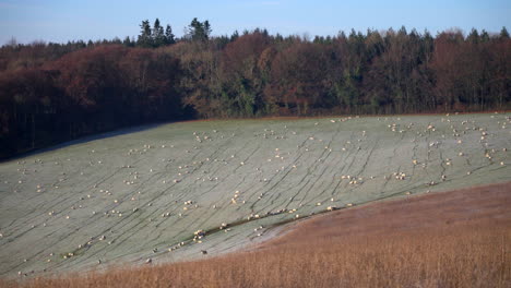 Wide-shot-of-sheep-in-a-winter-frosty-country-field-UK-4K