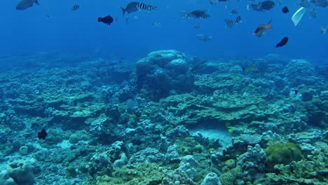 Beautiful-Tropical-Fish,-Coral-Reefs-And-A-Scuba-Diver-Swimming-In-Blue-Sea---Underwater-Shot