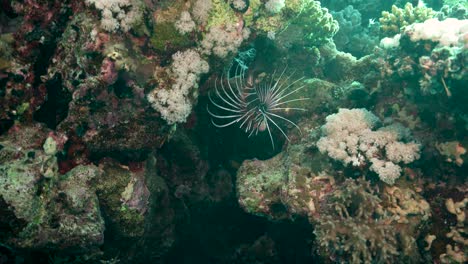 pez león nadando en un hermoso arrecife de coral - toma submarina