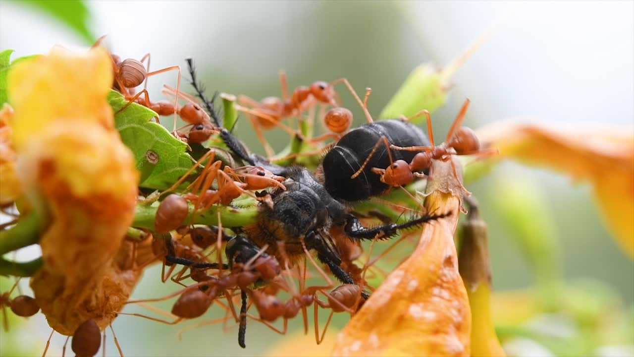 Red ants eating a bee alive while it was harvesting nectar from these yellow flowers; one bite from a red ant followed by another paralyzed the bee and caused its demise.