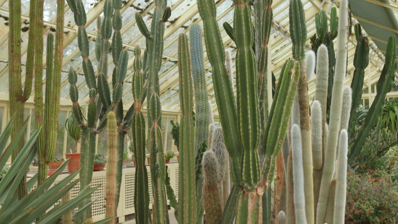 더블린에 있는 아일랜드 국립 식물원 (national botanic gardens of ireland) 의 터스 하우스 (cactus house) 에 있는 티와 수쿨렌트