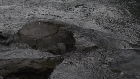 in doftana valley romania we found a beautiful river with flowing fresh water.