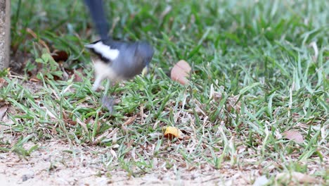 A magpie searches for food in the grass