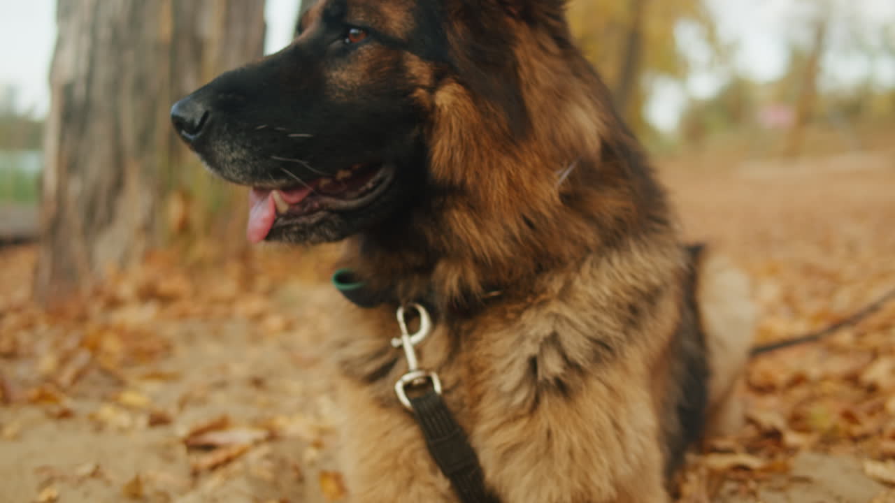 German Shepherd in Autumn Park