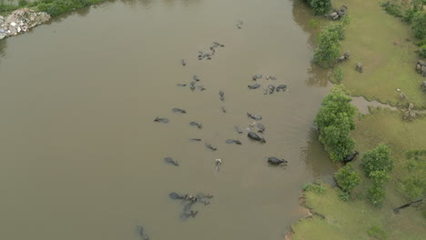 El-Búfalo-De-Agua-Sale-Del-Río-Fangoso-En-La-Zona-Rural-De-Lang-Co,-Vietnam-Central