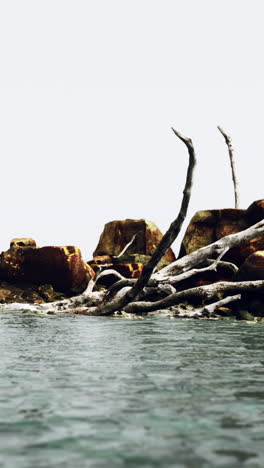 madera a la deriva en una orilla rocosa