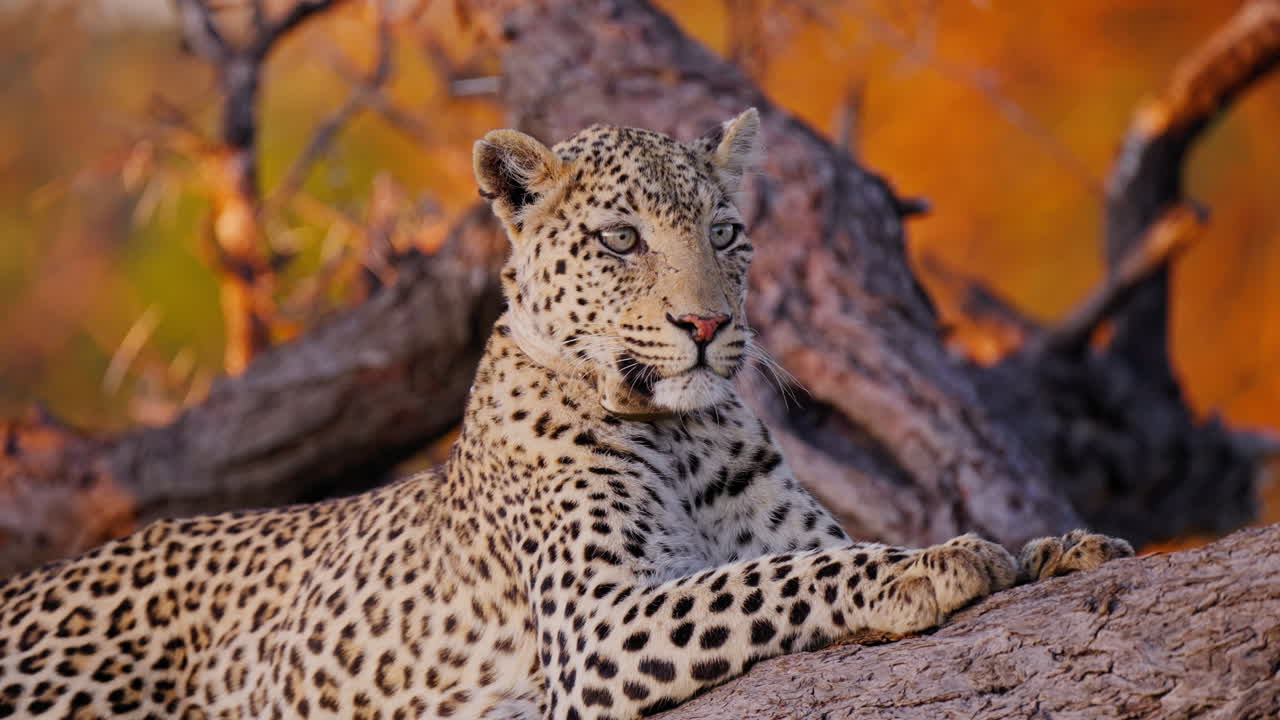 Leopard resting on a tree branch at sunset