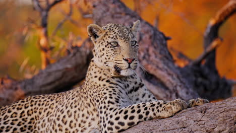 leopard resting on a tree branch at sunset