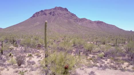 toma aérea alrededor de cactus del desierto en el parque nacional saguaro cerca de tucson, arizona