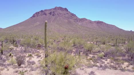 photo aérienne autour de cactus du désert dans le parc national de saguaro près de tucson en arizona