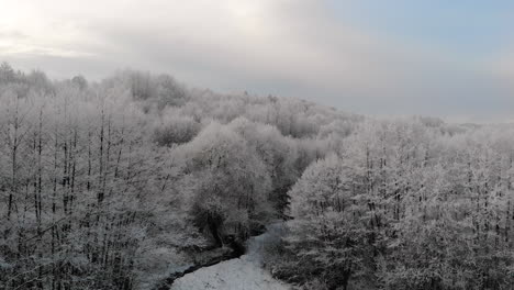 frozen forest, frost on trees, winter breathtaking landscape aerial scene