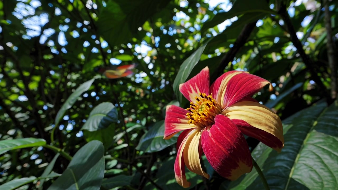 Fiore rosso e giallo con farfalla in un giardino lussureggiante