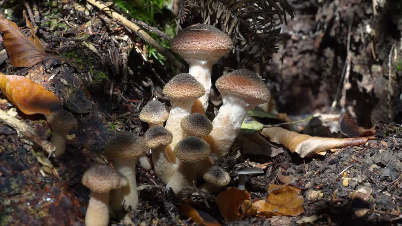 Mushrooms from Romania forests on late autumn