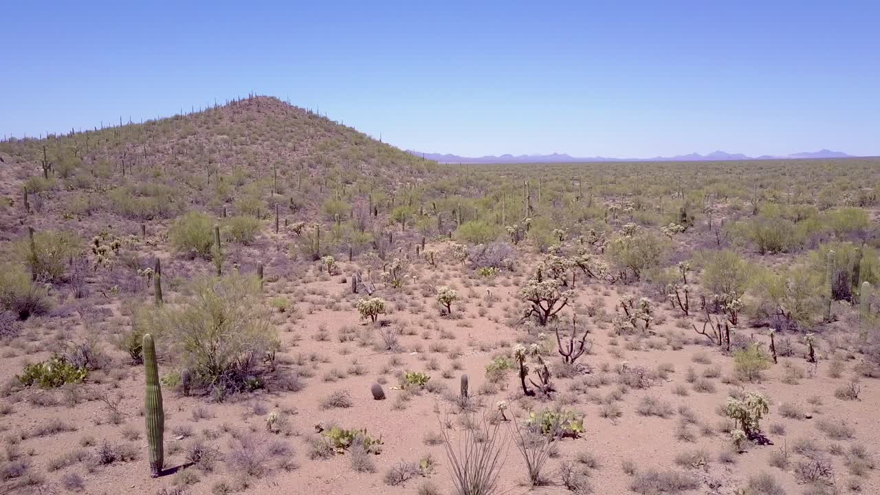 투손 애리조나 근처 이랍니다 국립 공원에서 사막 선인장에 공중 총