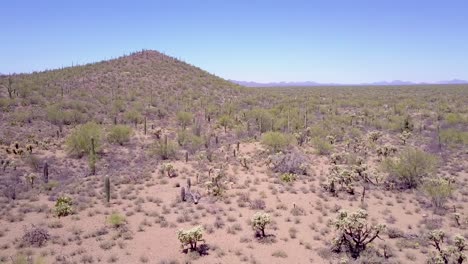 toma aérea sobre cactus del desierto en el parque nacional saguaro cerca de tucson, arizona