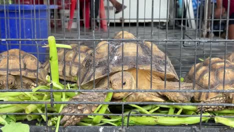 Tortuga-Arrastrándose-Dentro-De-Una-Jaula-En-El-Mercado-Local