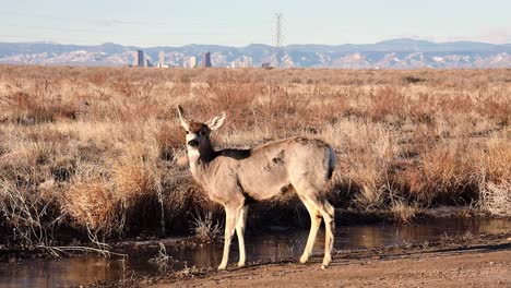 Mule-Deer-drinking-from-a-small-puddle-at-sunrise-with-downtown-Denver,-Colorado-in-the-background