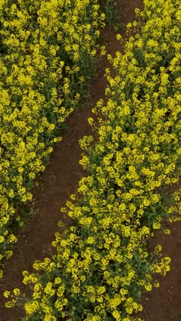 vertical top-down drone spiral over rapeseed field with rotating crop line transition