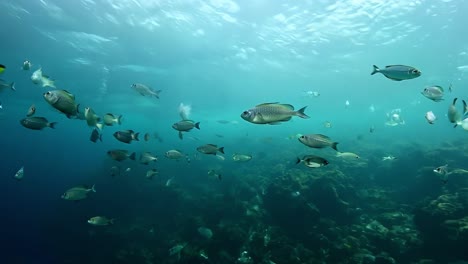 school of fish swimming over coral reef