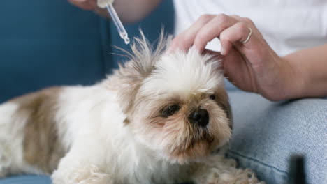 Close-up-view-of-a-dog-face