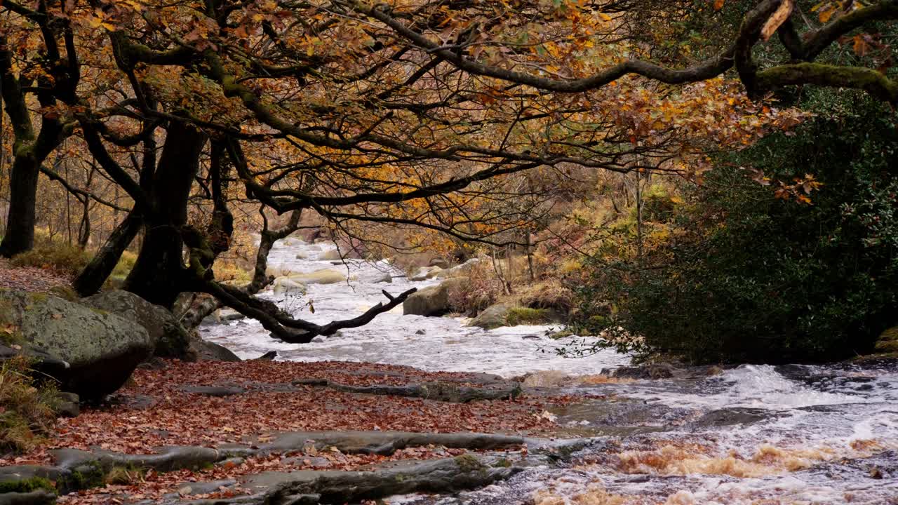 bosques de invierno tranquilos: un arroyo lento, robles dorados y hojas caídas crean una escena pacífica y serena