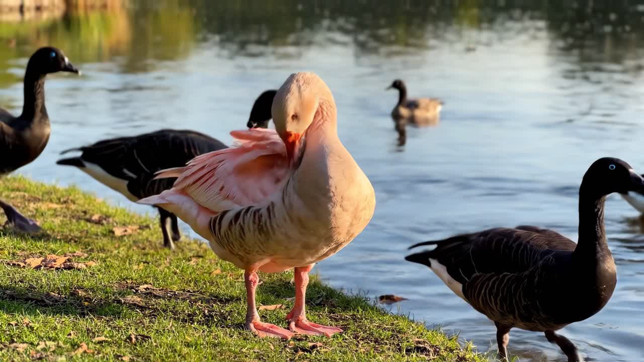 Geese on a Lakeside