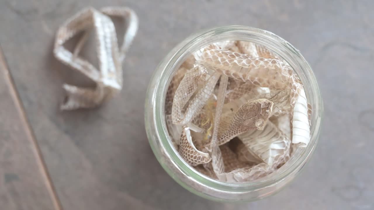 Top down view of shed snake skins, including the head, collected and stored inside a glass jar