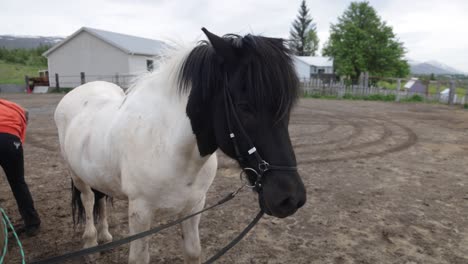 video de caballo islandés blanco y marrón con cardán caminando