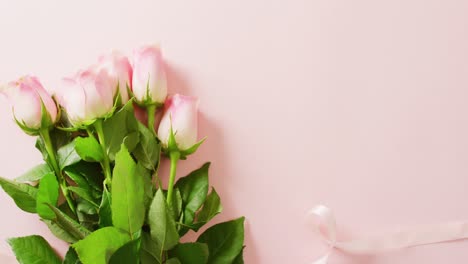 Video-of-pink-roses-with-copy-space-on-pink-background