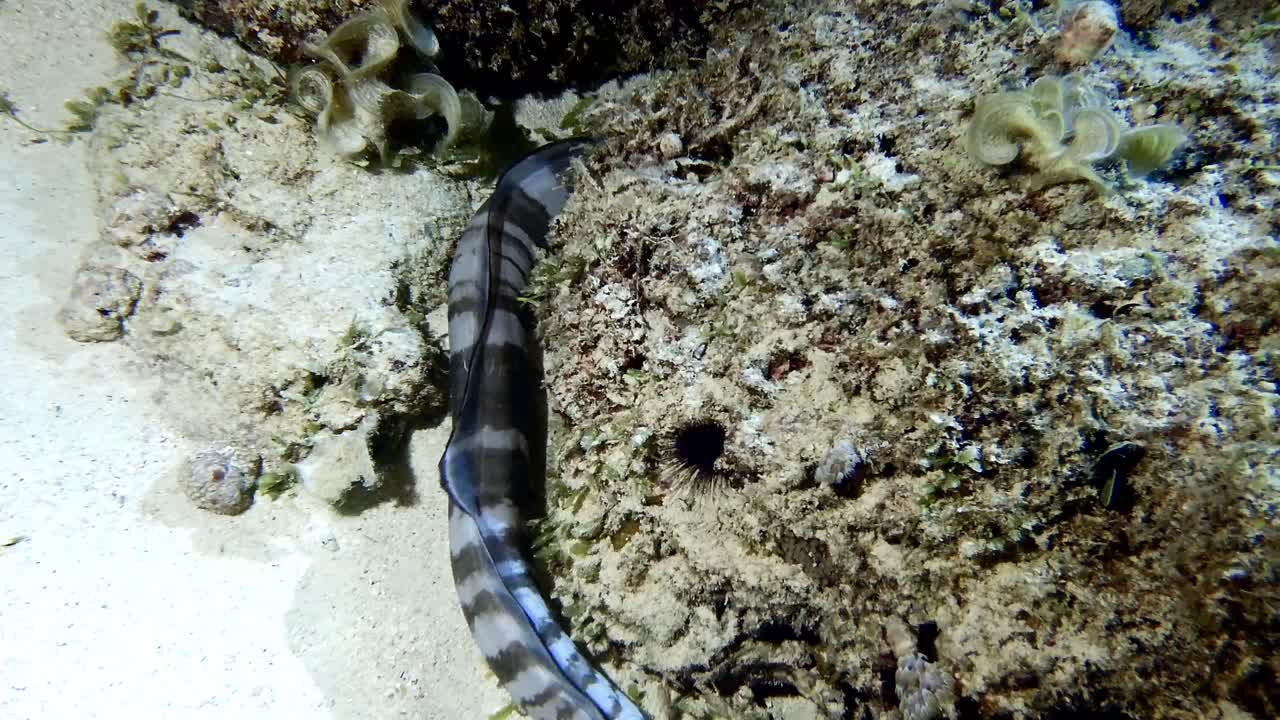 하와이의 콩거 갈고리는 바다 바닥의 돌과 모래 에서 헤엄치고 있다.