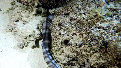 Hawaiian-conger-eel-swims-by-stones-and-sand-on-seabed,-close-view