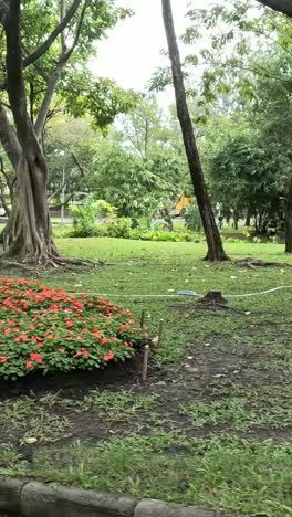 um time-lapse de um parque pacífico com flores em mudança.