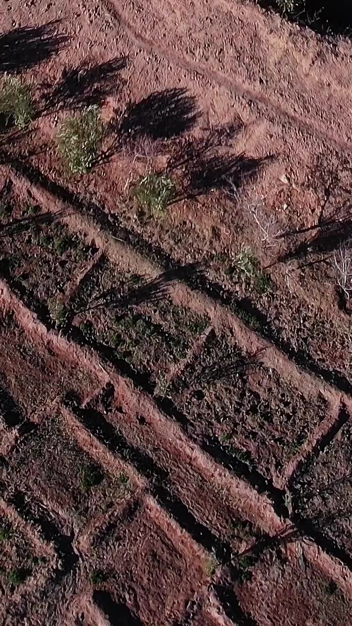 Aerial view of palm trees in Morocco near a rugged landscape