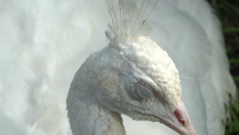 close up head of white peacock