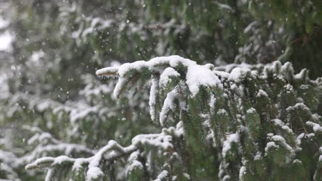 slow motion snow flakes landing on an evergreen tree branch, christmas morning