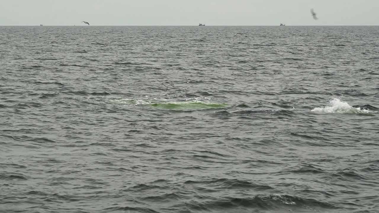 브라이드 고래, balaenopteridae