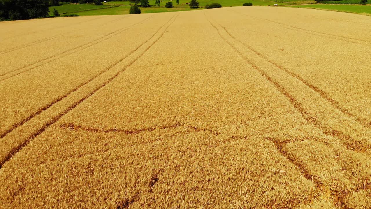 volando sobre campos de cebada dorados y maduros
