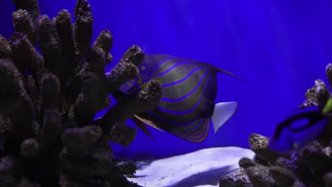 pez ángel en un acuario