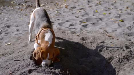 beagle tricolor cavando en la arena en un día soleado en verano