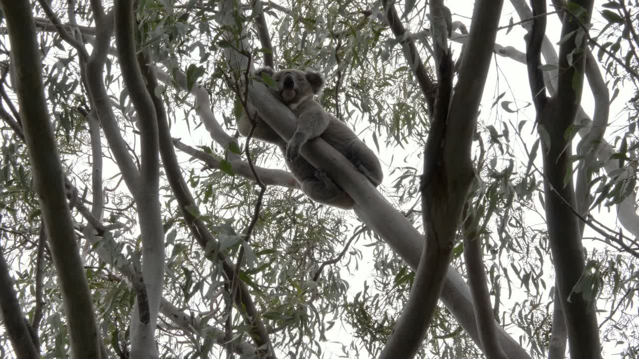 Full body and head view of a large male Koala sleeping on the branch of an Australian Eucalyptus tree