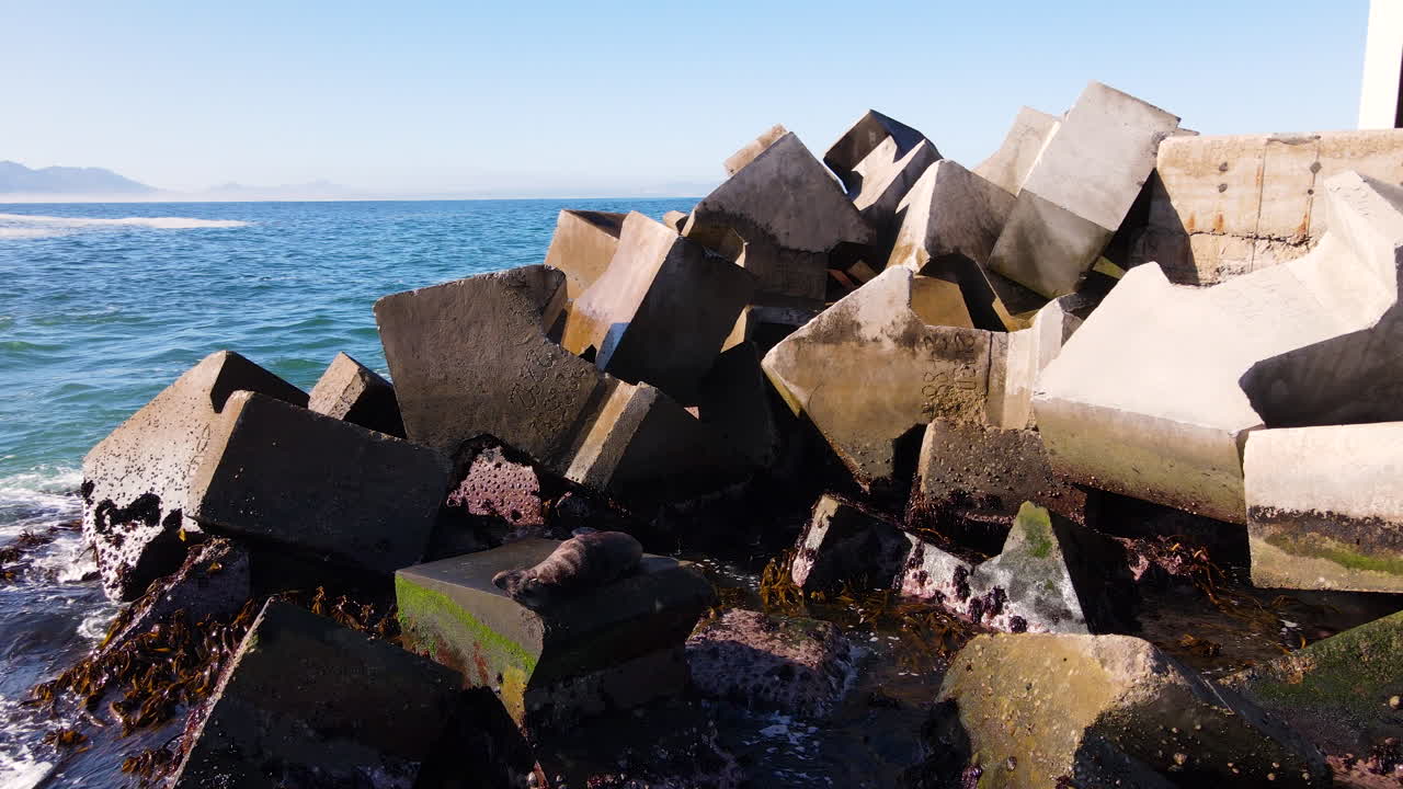 Brown fur seal basking in sun on dolos next to quay, close aerial arc