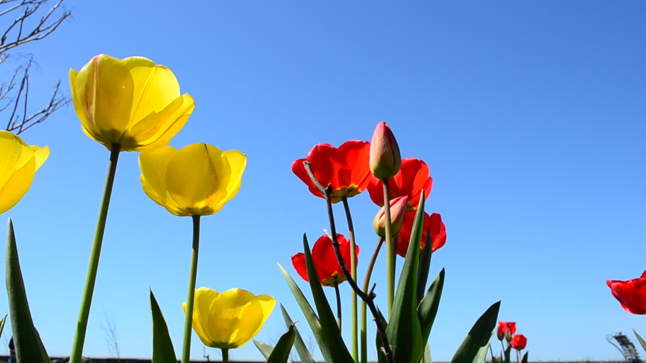 Petals on flowers. Spring and tulips