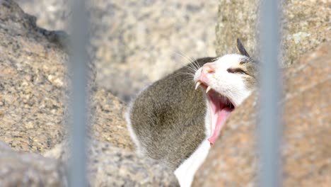 close up cat