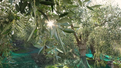 Agricultura-De-Cultivo-De-Olivos-En-Un-Día-Soleado