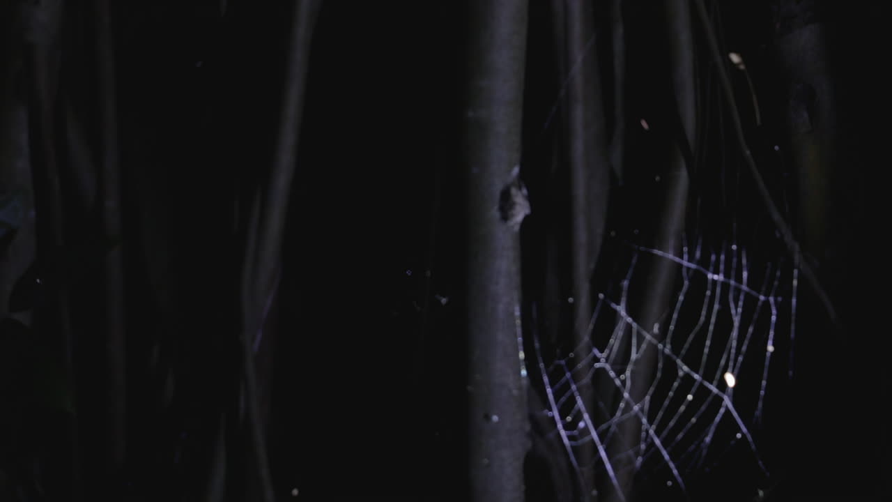 Night Safari view of a Bird-dropping Spider weaving its intricate web, India
