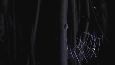 night safari view of a bird-dropping spider weaving its intricate web, india