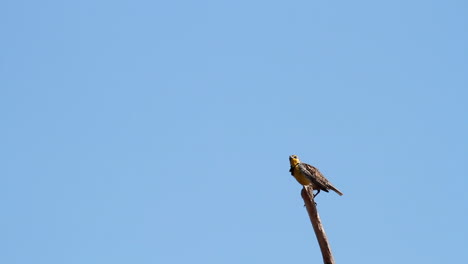 el pájaro meadowlark en la percha del árbol vocaliza, aislado en el cielo azul
